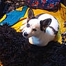 Buddy joined the competition — help win amazing prizes! dog, puppy, pet, animal, white_and_black, pointy_ears, lying_down, looking_at_camera, face, eyes, nose, blanket, colorful, indoors, cozy, toy, household_items, cluttered_background, portrait, cute