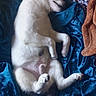 Buddy is registered to the contest to win money with this photo: puppy, dog, sleeping, upside_down, white_fur, fluffy, paws, belly, cozy, blanket, blue_blanket, bed, indoors, pet, relaxed, cute, resting, animal, portrait, funny_pose
