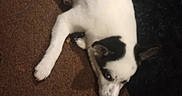 Buddy joined the competition — help win amazing prizes! dog, puppy, black_and_white, spotted, pet, animal, lying_down, carpet, floor, indoor, home, fluffy, companion, tail, paws, ears, snout, relaxed, candid, portrait