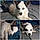 Buddy