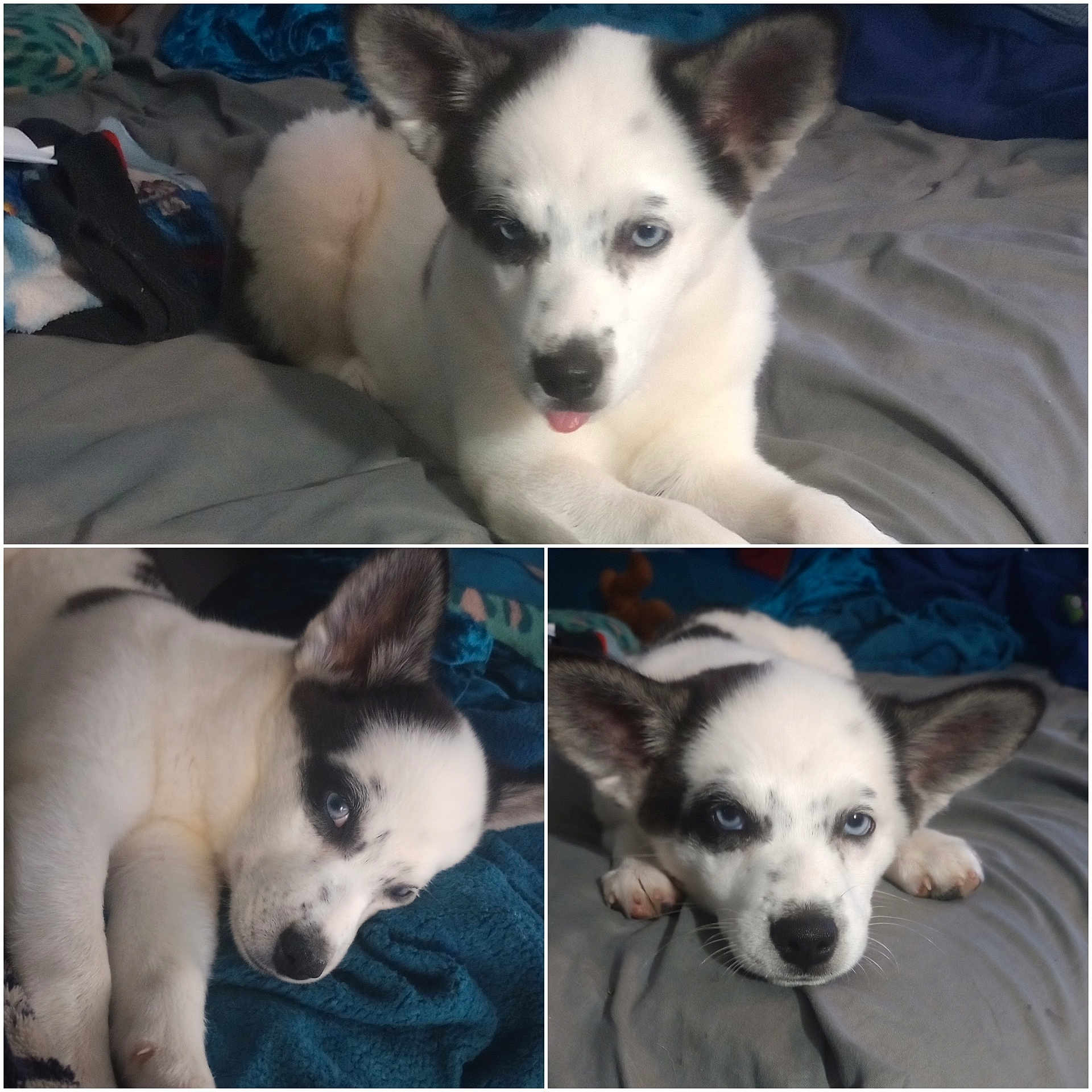 Buddy