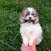 Thanos a rejoint le concours — aidez-le/la à gagner de superbes lots ! puppy, dog, fluffy, small_dog, white_fur, brown_fur, happy, smiling, open_mouth, outdoor, grass, lawn, garden, pet, cute, portrait, animal, hand, held, closeup