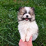 puppy, dog, fluffy, small_dog, white_fur, brown_fur, happy, smiling, open_mouth, outdoor, grass, lawn, garden, pet, cute, portrait, animal, hand, held, closeup