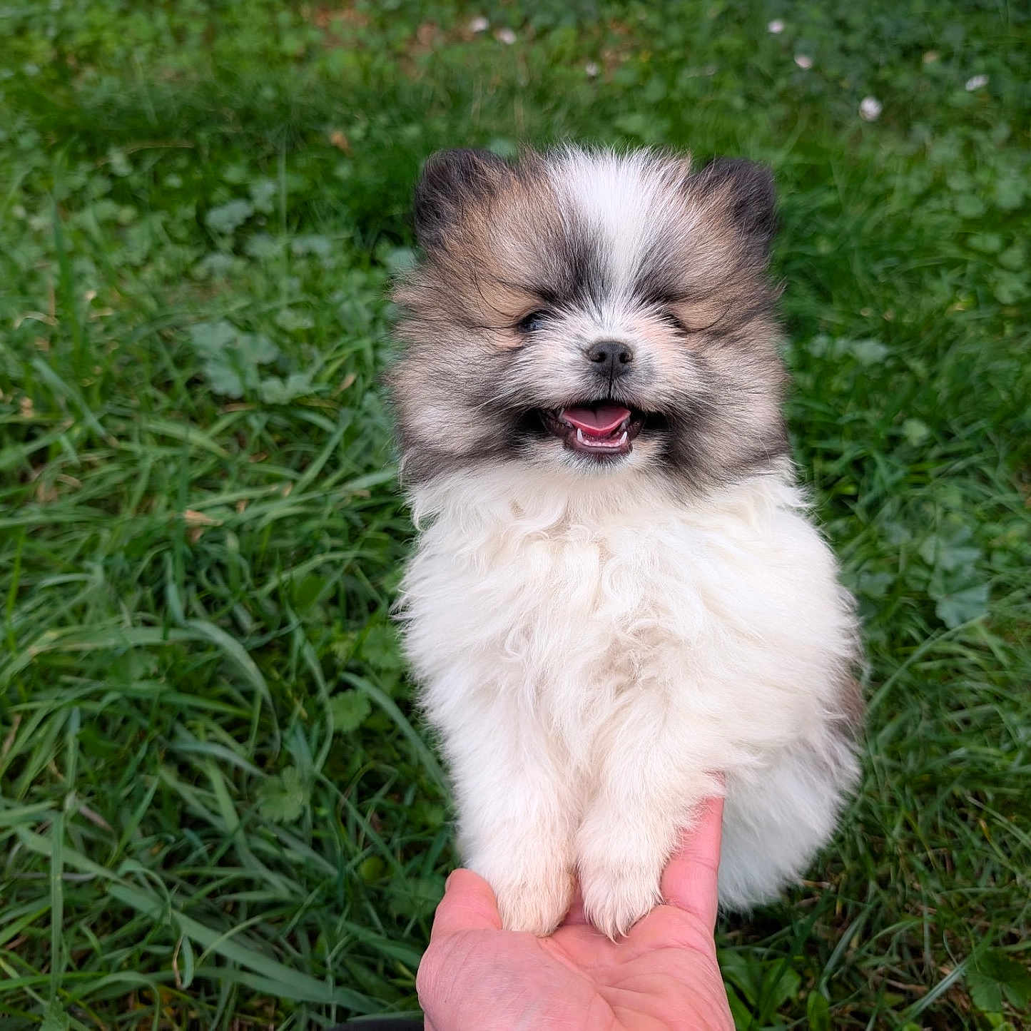Thanos a rejoint le concours — aidez-le/la à gagner de superbes lots ! puppy, dog, fluffy, small_dog, white_fur, brown_fur, happy, smiling, open_mouth, outdoor, grass, lawn, garden, pet, cute, portrait, animal, hand, held, closeup