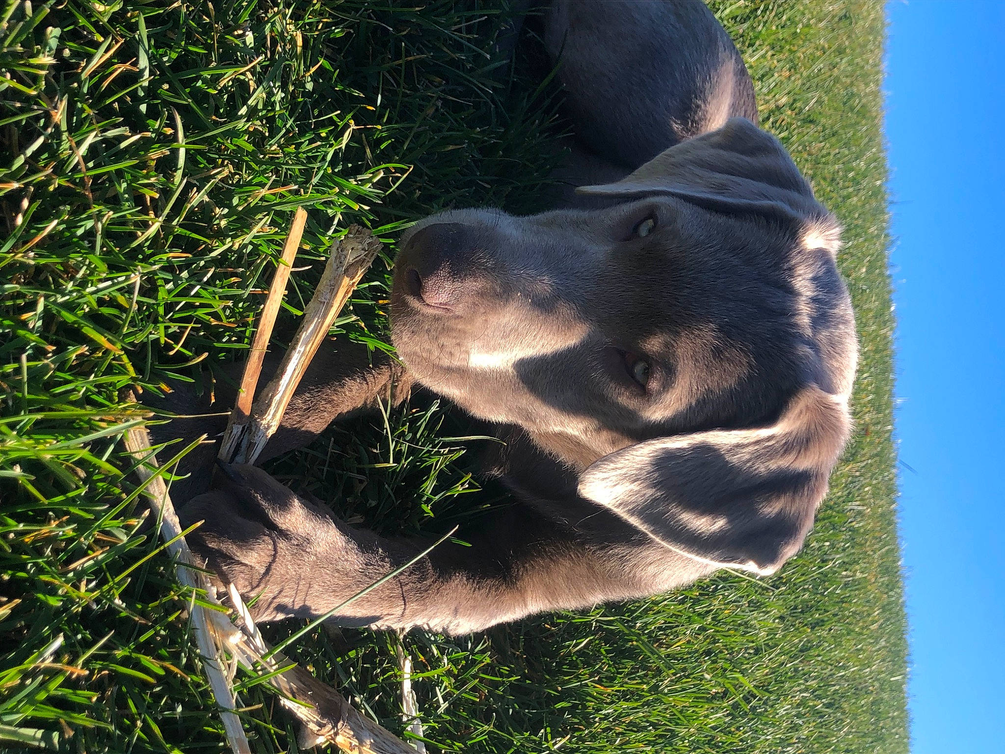 Krypto joined the competition — help win amazing prizes! canidae, carnivore, dog, dog_breed, fawn, fur, gesture, grass, grass_family, jaw, organism, plant, sky, snout, sporting_group, terrestrial_animal, tree, wildlife, window, working_animal