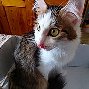 Nina a rejoint le concours — aidez-le/la à gagner de superbes lots ! animal, bed, bookshelf, cardboard_box, cat, close_up, cozy, cute, domestic_cat, feline, fur, furniture, green_eyes, home, indoor, pet, tabby, tongue_out, whiskers, wooden