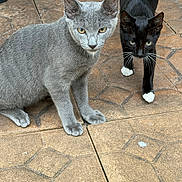 Sheba is registered to the contest to win money with this photo: alert, animal, black_cat, cat, close_up, companions, curious, domestic_cat, feline, floor, gray_cat, looking, outdoor, paws, pets, playful, stone_floor, two_animals, walking, whiskers