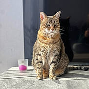 Smoothie a rejoint le concours — aidez-le/la à gagner de superbes lots ! cat, tabby_cat, pet, animal, feline, sitting, table, shadow, sunlight, indoor, candle, pink, fur, whiskers, ears, eyes, closeup, portrait, domestic, relaxed