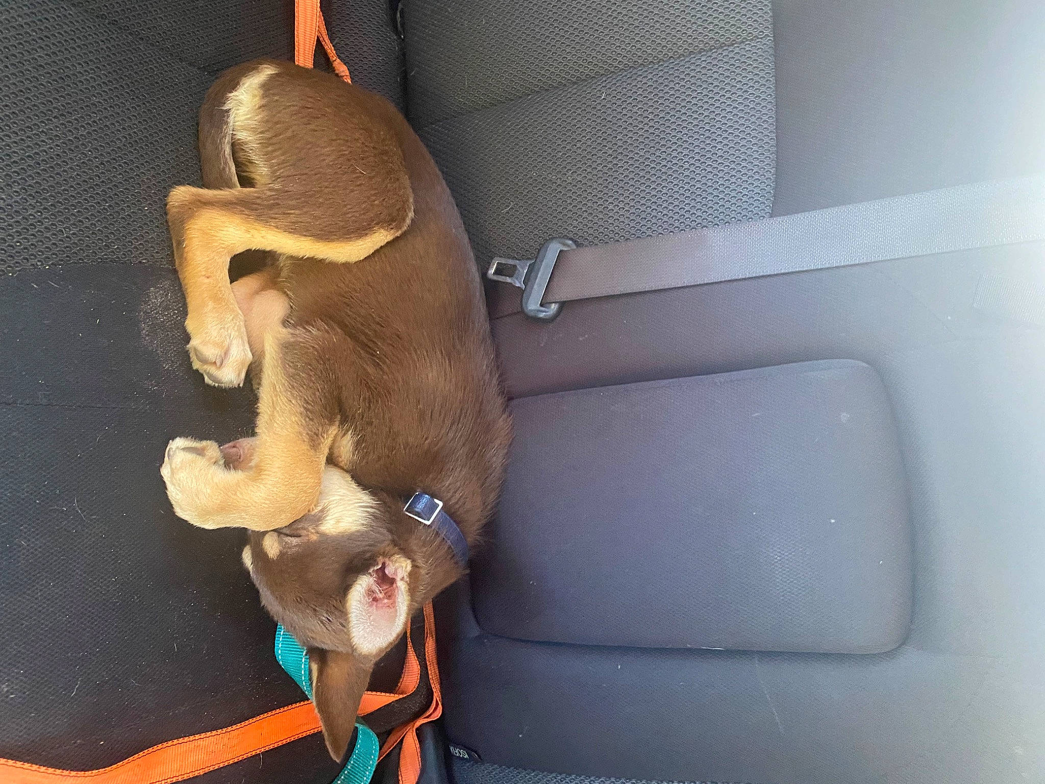 Ace joined the competition — help win amazing prizes! fawn, human_leg, musical_instrument, working_animal