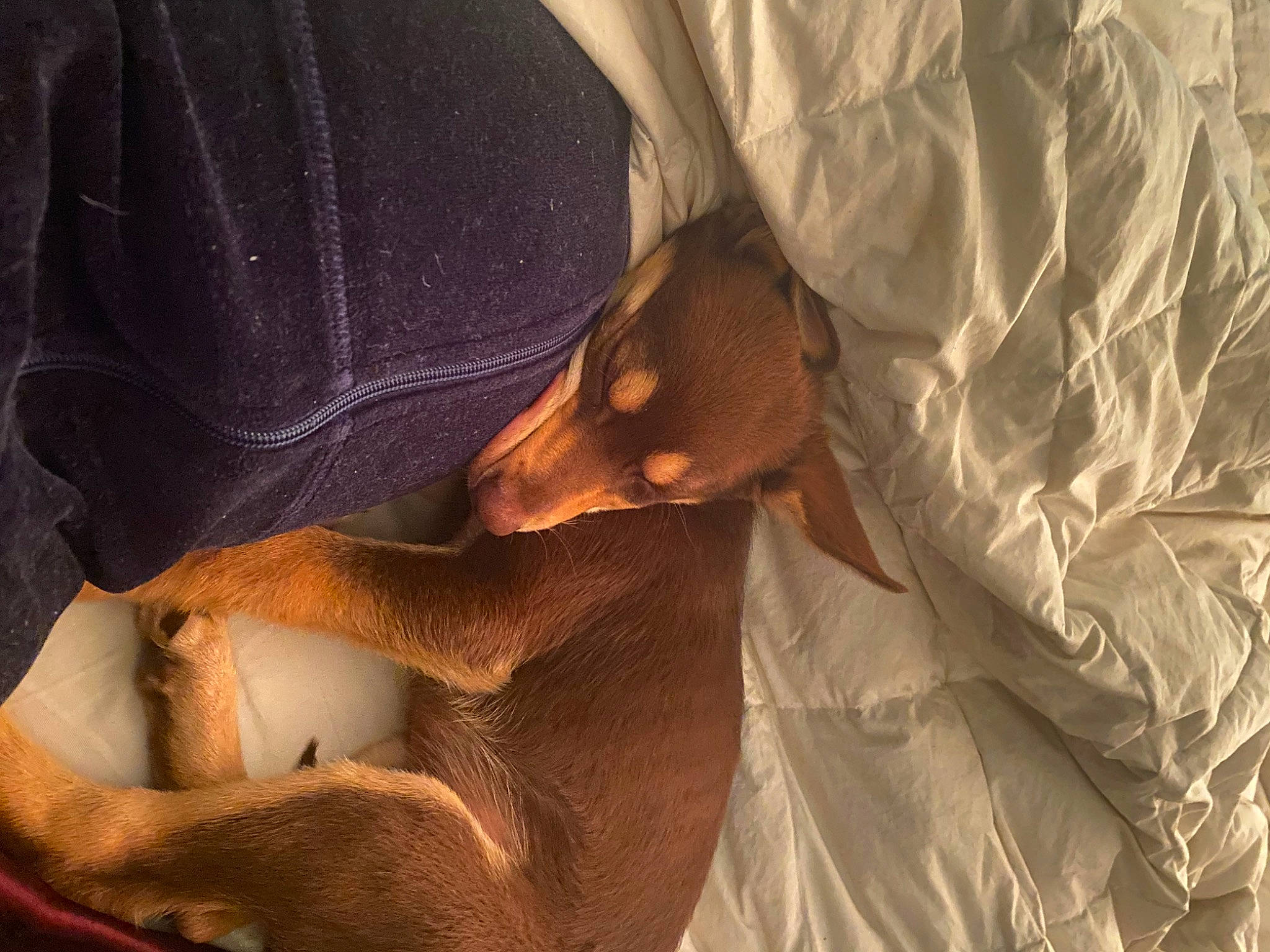 Ace is registered to the contest to win money with this photo: abdomen, canidae, carnivore, comfort, companion_dog, dog, dog_breed, elbow, fawn, fur, guard_dog, human_leg, knee, snout, sporting_group, wood, working_animal, wrist