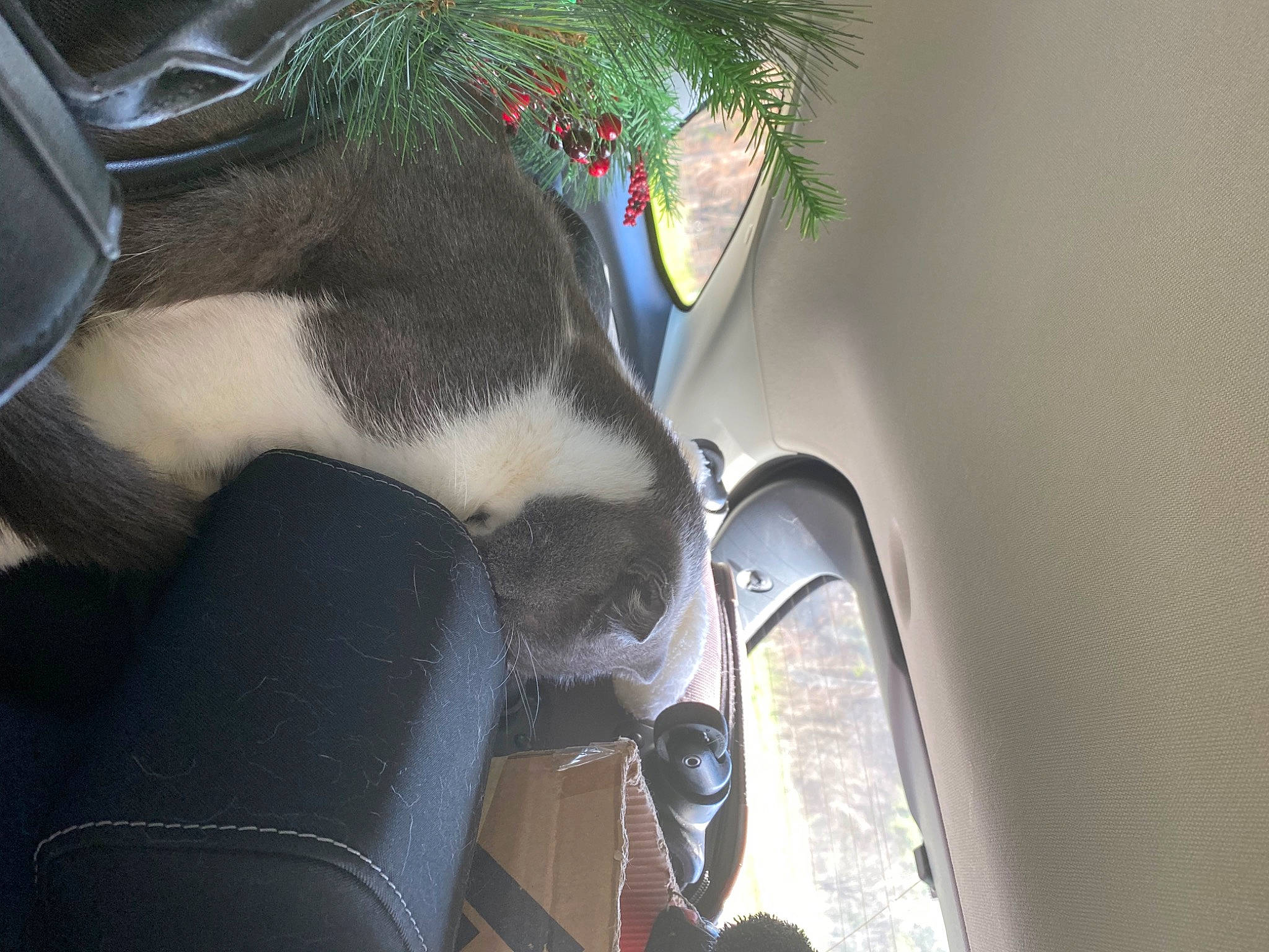 Hugo joined the competition — help win amazing prizes! auto_part, automotive_design, automotive_exterior, automotive_lighting, automotive_mirror, automotive_tire, eyewear, fender, headlamp, hood, mirror, motor_vehicle, plant, rear_view_mirror, rim, tail, tree, vehicle, vehicle_door, whiskers
