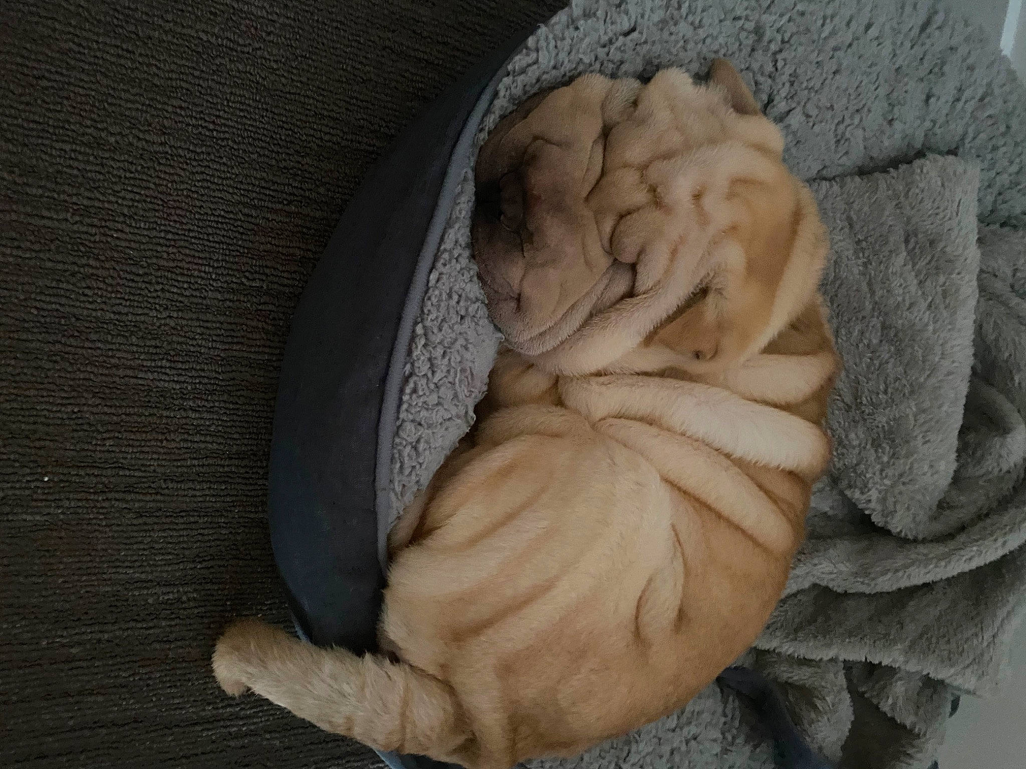 Kobe is registered to the contest to win money with this photo: arm, art, carving, comfort, dough, fur, gesture, hand, human_body, ingredient, linens, nap, plant, sleep, stone_carving, winter_squash, wood, wool, wrinkle