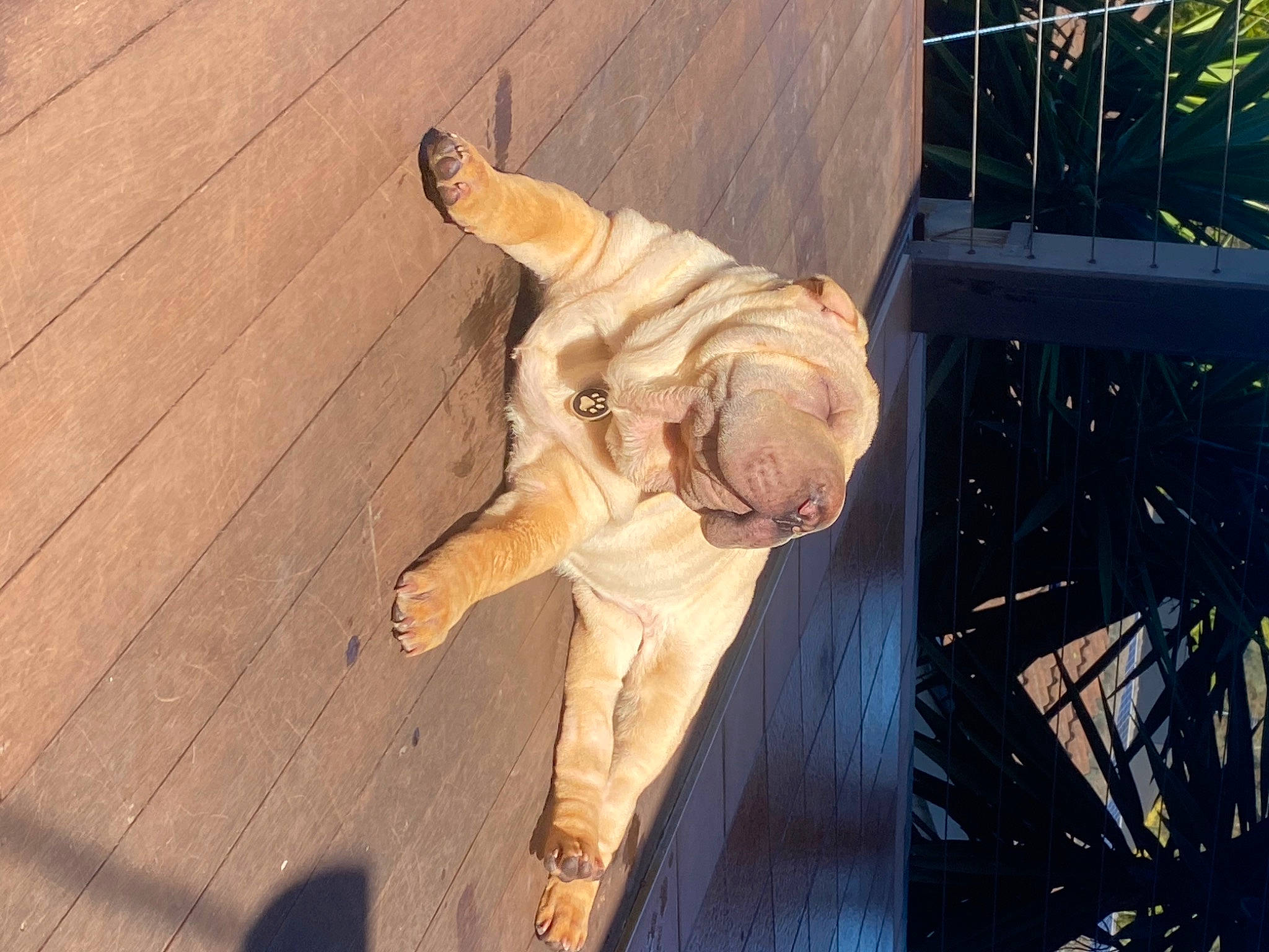 Kobe joined the competition — help win amazing prizes! fawn, felidae, flooring, fur, hardwood, human_leg, shadow, sitting, snout, sporting_group, sunglasses, tail, tints_and_shades, tree, wood, wood_flooring, wood_stain