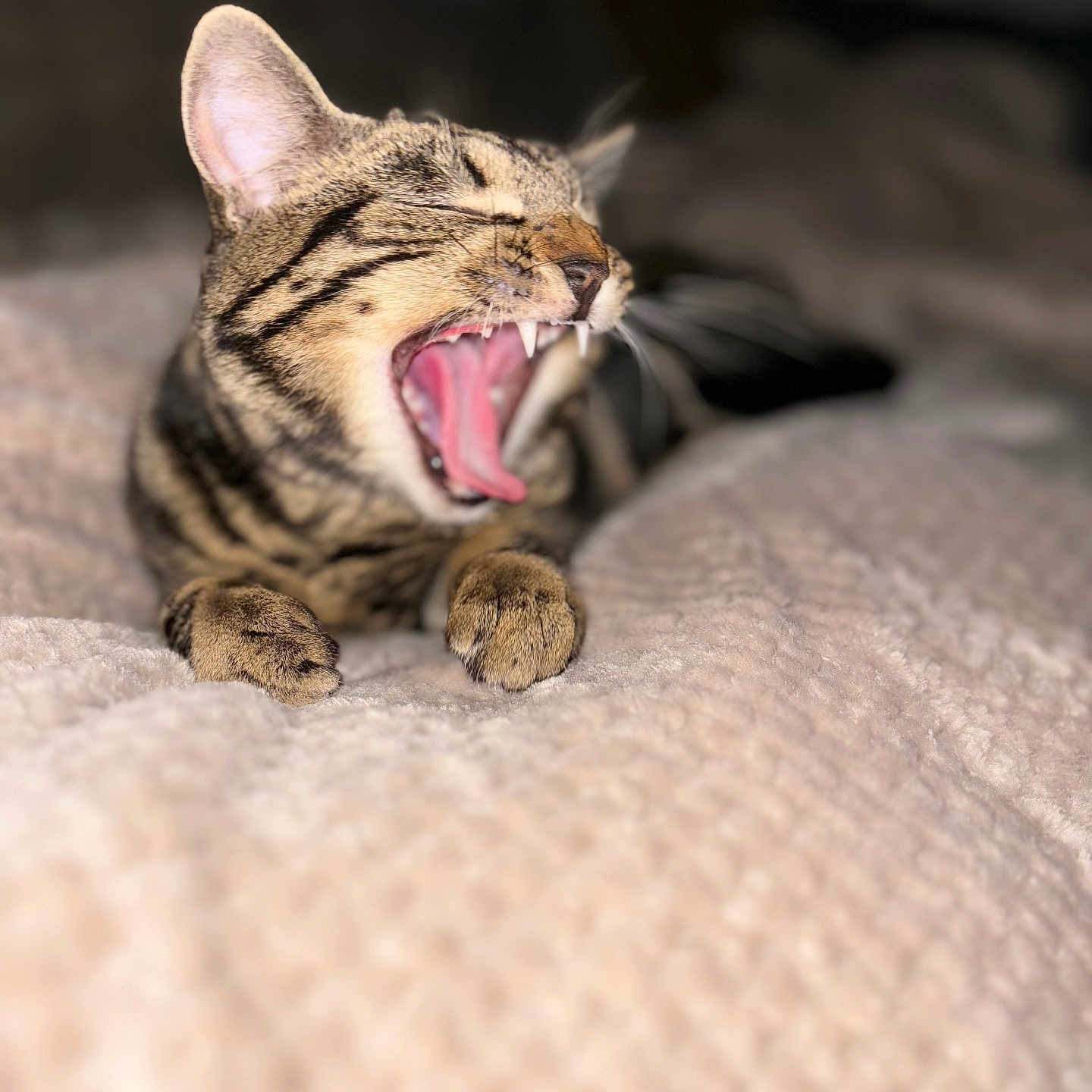 Smoky a rejoint le concours — aidez-le/la à gagner de superbes lots ! abyssinian, animal, blanket, bodypart, cat, couch, face, finger, furniture, hand, head, kitten, manx, mouth, ocelot, person, pet, sleeping, teeth, tongue