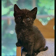 Ellie is registered to the contest to win money with this photo: animal, black_kitten, cat, closeup, cozy, curious, cute, domestic_cat, ears, feline, fur, fuzzy, indoors, kitten, pet, portrait, sitting, soft, whiskers, young