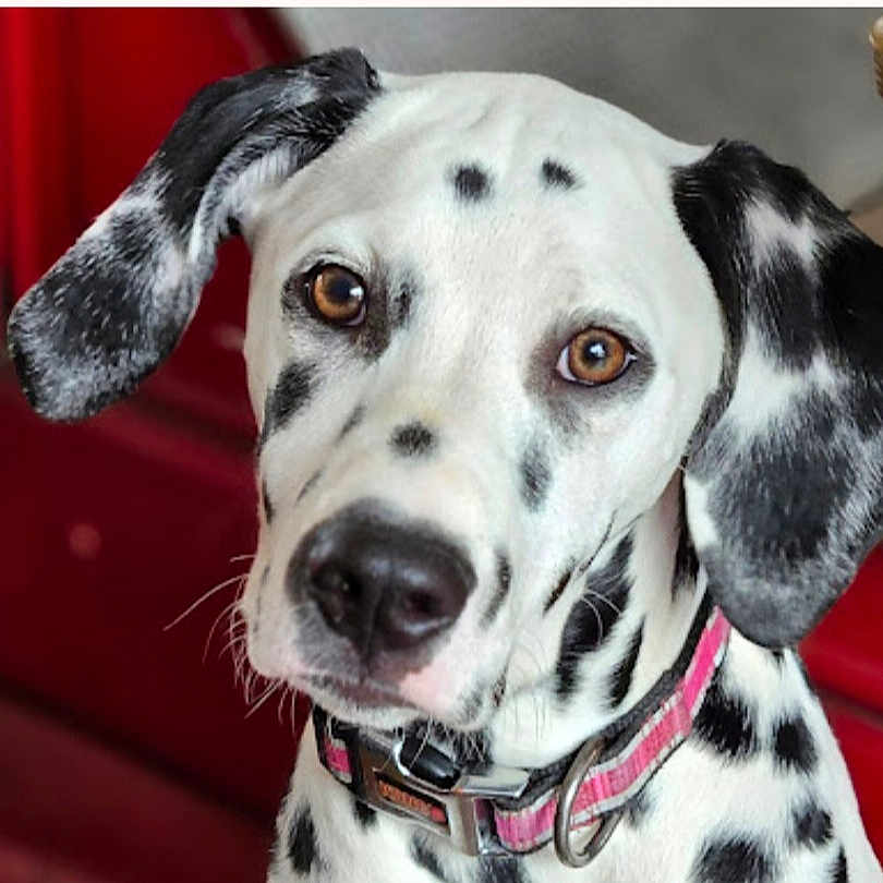 Spanner joined the competition — help win amazing prizes! animal, black_spots, brown_eyes, canine, close_up, collar, cute, dalmatian, dog, domestic_animal, ears, friendly, fur, indoor, looking_at_camera, nose, pet, portrait, whiskers, white_fur