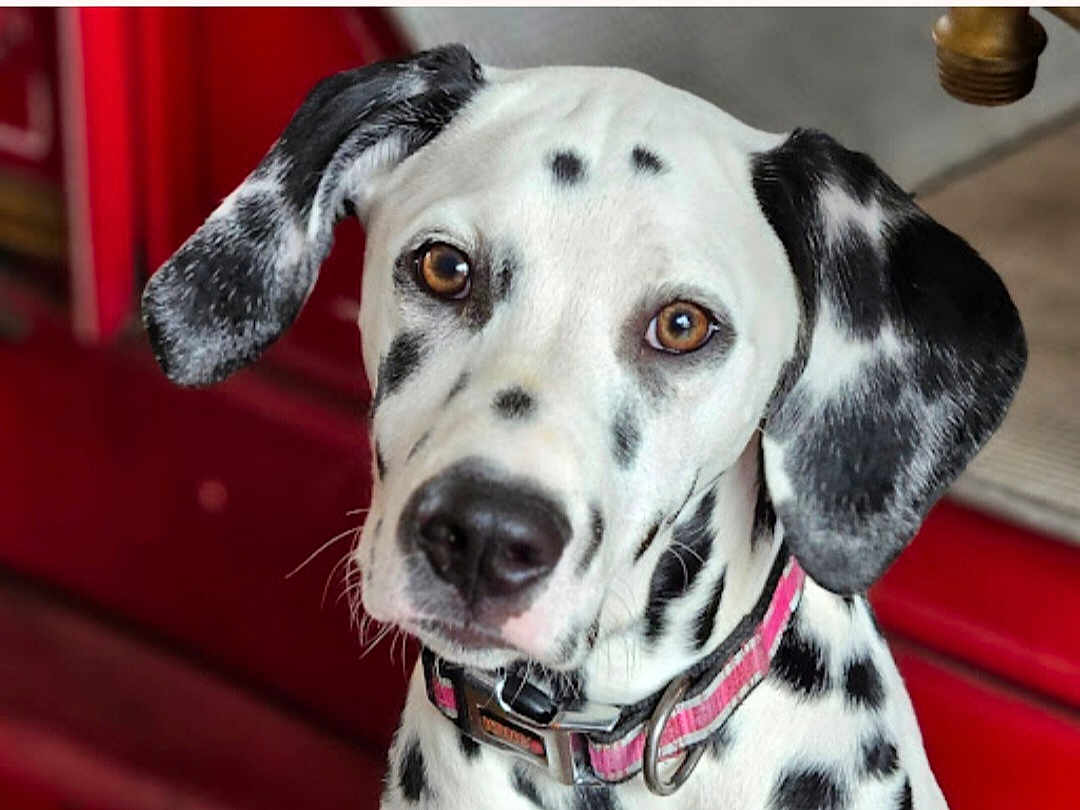 Spanner joined the competition — help win amazing prizes! animal, black_spots, brown_eyes, canine, close_up, collar, cute, dalmatian, dog, domestic_animal, ears, friendly, fur, indoor, looking_at_camera, nose, pet, portrait, whiskers, white_fur