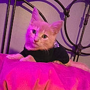 Loki joined the competition — help win amazing prizes! kitten, cat, orange_cat, pet, bed, blanket, purple_lighting, indoor, feline, animal, cute, shirt, resting, metal_bed_frame, cozy, young_cat, domestic_cat, curious, portrait, fuzzy
