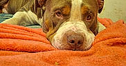 Titi a rejoint le concours — aidez-le/la à gagner de superbes lots ! dog, pit_bull, brown_and_white, lying_down, sleepy, close_up, portrait, blanket, orange_blanket, indoors, home, bed, cozy, relaxed, brown_fur, white_markings, large_nose, floppy_ears, pet, animal