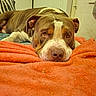dog, pit_bull, brown_and_white, lying_down, sleepy, close_up, portrait, blanket, orange_blanket, indoors, home, bed, cozy, relaxed, brown_fur, white_markings, large_nose, floppy_ears, pet, animal