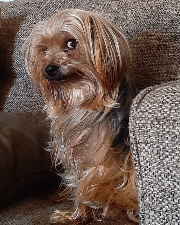Okie joined the competition — help win amazing prizes! australian_silky_terrier, biewer_terrier, canidae, carnivore, companion_dog, dog, dog_breed, maltepoo, mammal, morkie, puppy, rare_breed_dog, schnoodle, small_terrier, terrier, tibetan_terrier, toy_dog, vertebrate, yorkipoo, yorkshire_terrier