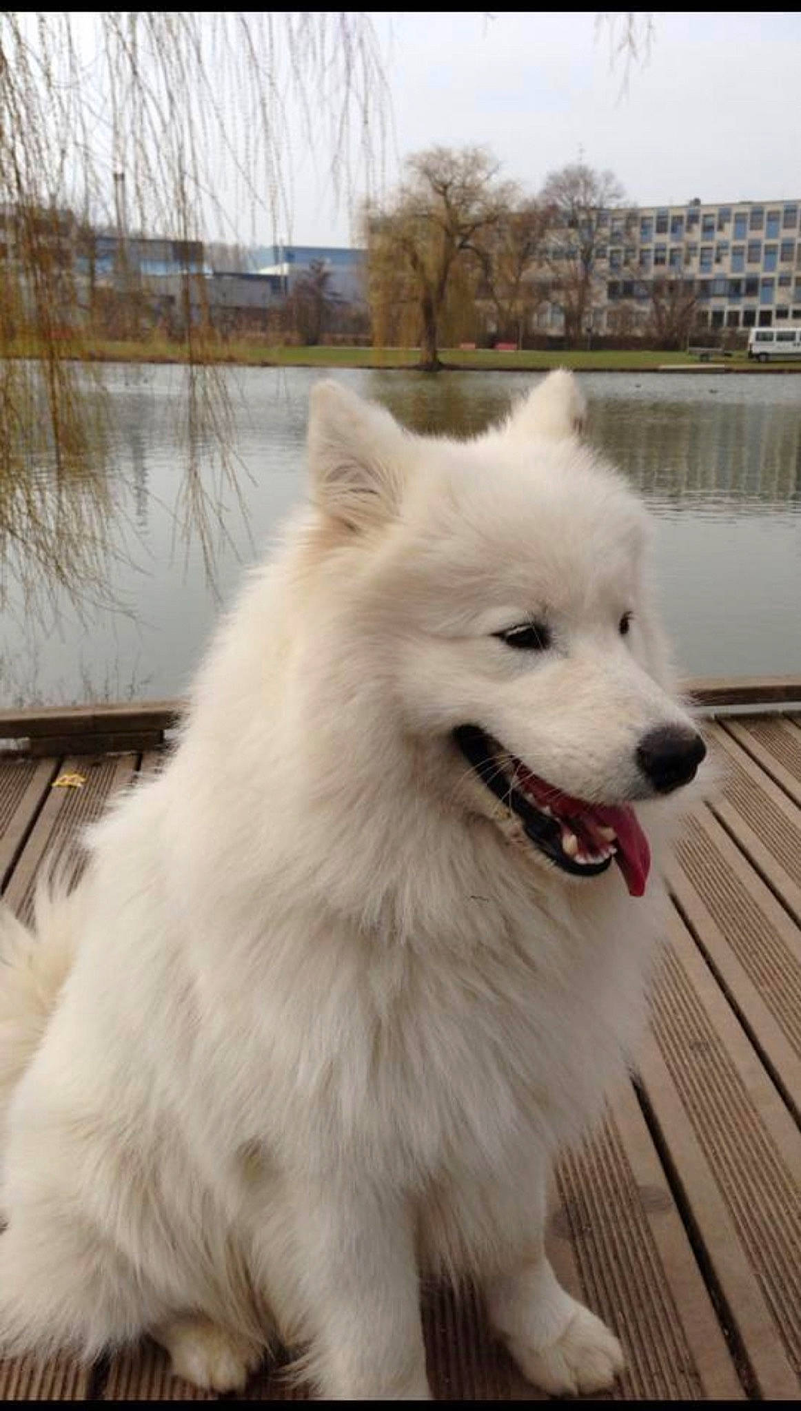 Haston participe au concours pour gagner de l'argent avec cette photo : ancient_dog_breeds, building, canidae, carnivore, companion_dog, dog, dog_breed, fur, japanese_spitz, lake, non_sporting_group, samoyed, sky, spitz, sporting_group, tree, volpino_italiano, water, wood, working_dog
