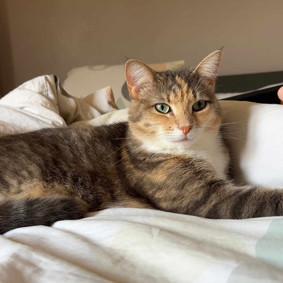 Urmany a rejoint le concours — aidez-le/la à gagner de superbes lots ! abyssinian, animal, bed, bedroom, blanket, cat, couch, cushion, furniture, homedecor, indoors, kitten, linen, manx, person, pet, quilt, room, siamese, sleeping