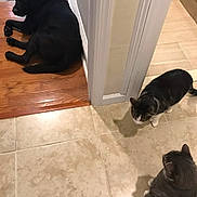 Regan joined the competition — help win amazing prizes! animal, black_dog, cat, corner, curious, dog, domestic, floor, gray_cat, home, indoor, lying_down, pets, quiet, relaxing, standing, tabby_cat, tiled_floor, wall, wooden_floor