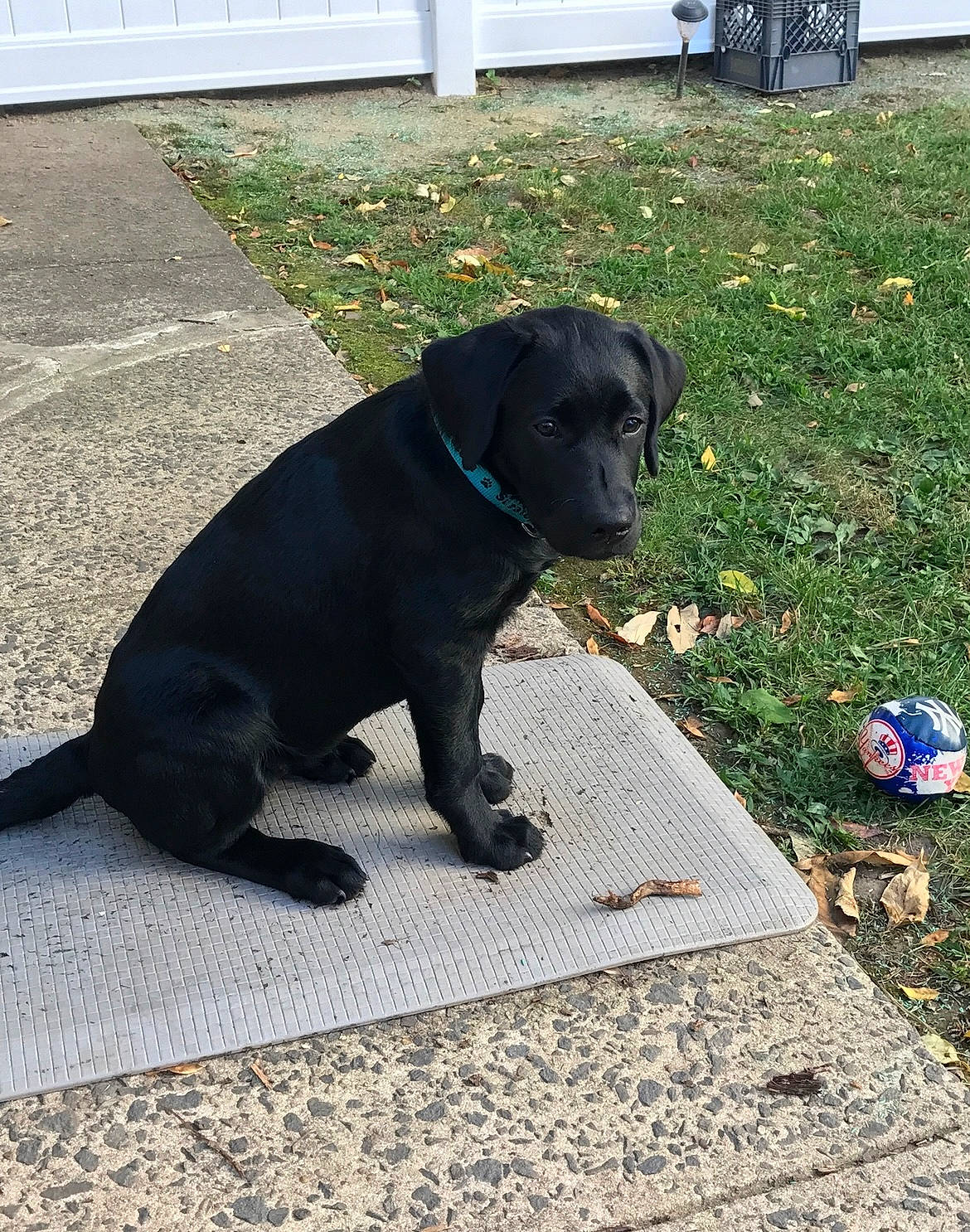 Regan is registered to the contest to win money with this photo: borador, carnivore, collar, companion_dog, dog, dog_breed, dog_collar, fawn, fur, grass, guard_dog, gun_dog, leash, plant, road_surface, snout, sporting_group, tail, working_animal, working_dog