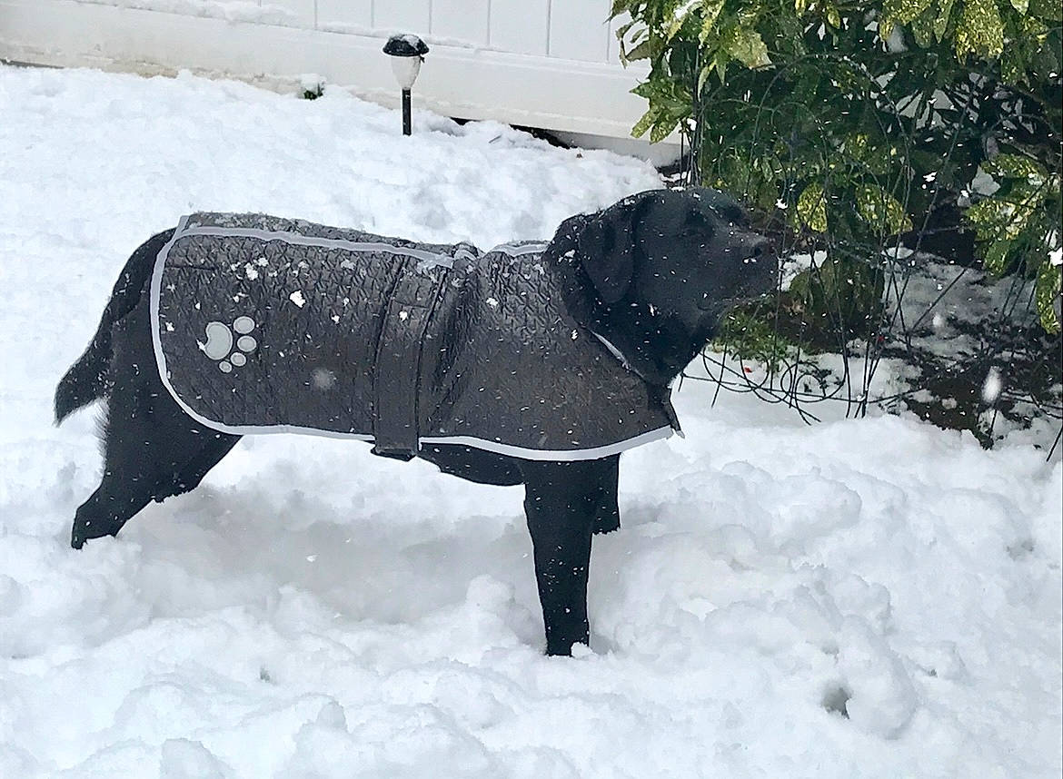 Regan is registered to the contest to win money with this photo: automotive_tire, canidae, carnivore, collar, companion_dog, dog, dog_breed, dog_clothes, dog_supply, fashion_accessory, freezing, pet_supply, precipitation, snout, snow, sporting_group, tail, tree, winter, working_animal