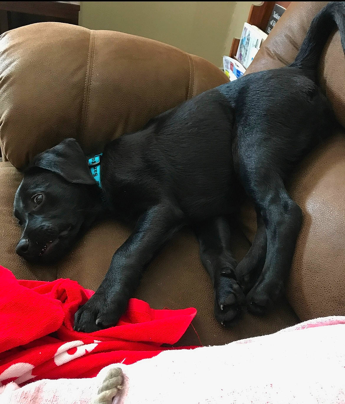 Regan joined the competition — help win amazing prizes! carmine, comfort, companion_dog, couch, dog, dog_breed, dog_supply, fawn, fur, guard_dog, human_leg, linens, liver, nap, snout, sporting_group, tail, terrestrial_animal, whiskers, working_animal