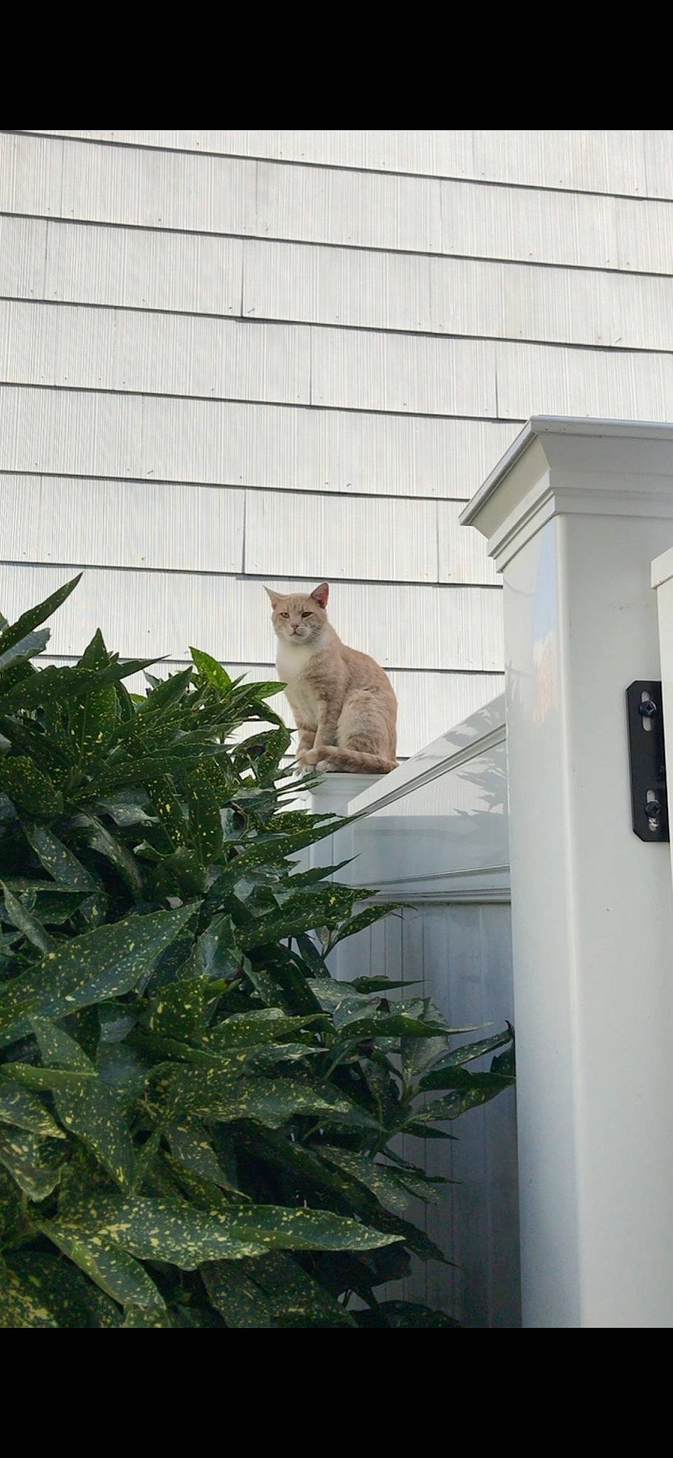Chester is registered to the contest to win money with this photo: carnivore, cat, conifer, domestic_short_haired_cat, facade, felidae, glass, grass, herb, home, home_door, house, plant, roof, siding, small_to_medium_sized_cats, tail, whiskers, window, wood