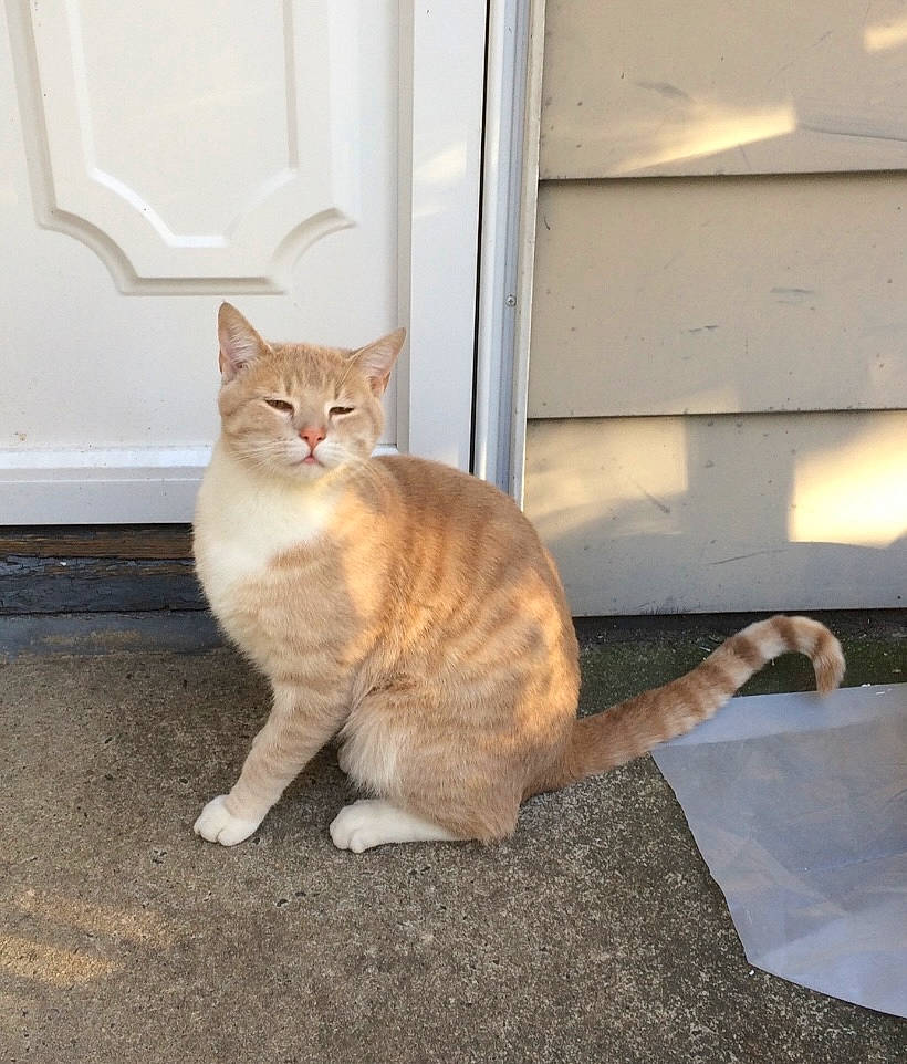 Chester is registered to the contest to win money with this photo: carnivore, cat, claw, comfort, domestic_short_haired_cat, door, fawn, felidae, flooring, foot, fur, grey, hardwood, paw, sitting, small_to_medium_sized_cats, tail, whiskers, window, wood