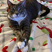 Styx is registered to the contest to win money with this photo: cat, tabby_cat, gray_cat, white_paws, pet, animal, feline, indoor, blanket, patterned_blanket, cozy, resting, stretching, cute, whiskers, ears, tail, soft_texture, domestic_animal, curious