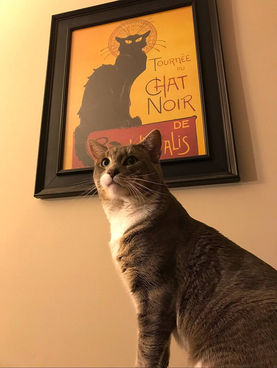 Styx is registered to the contest to win money with this photo: art, carnivore, cat, domestic_short_haired_cat, felidae, font, fur, illustration, picture_frame, plant, rectangle, room, small_to_medium_sized_cats, snout, tail, terrestrial_animal, visual_arts, whiskers, window, wood