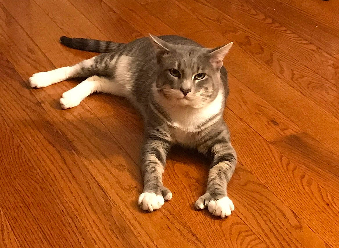 Styx joined the competition — help win amazing prizes! carnivore, cat, cat_toy, claw, domestic_short_haired_cat, fawn, felidae, flooring, fur, hardwood, laminate_flooring, paw, small_to_medium_sized_cats, snout, tail, varnish, whiskers, wood, wood_flooring, wood_stain