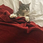 Styx joined the competition — help win amazing prizes! alert, animal, bed, blanket, cat, cozy, curious, cute, domestic_cat, feline, fur, gray_cat, indoor, knitted, pet, red_blanket, resting, texture, whiskers, white_paws