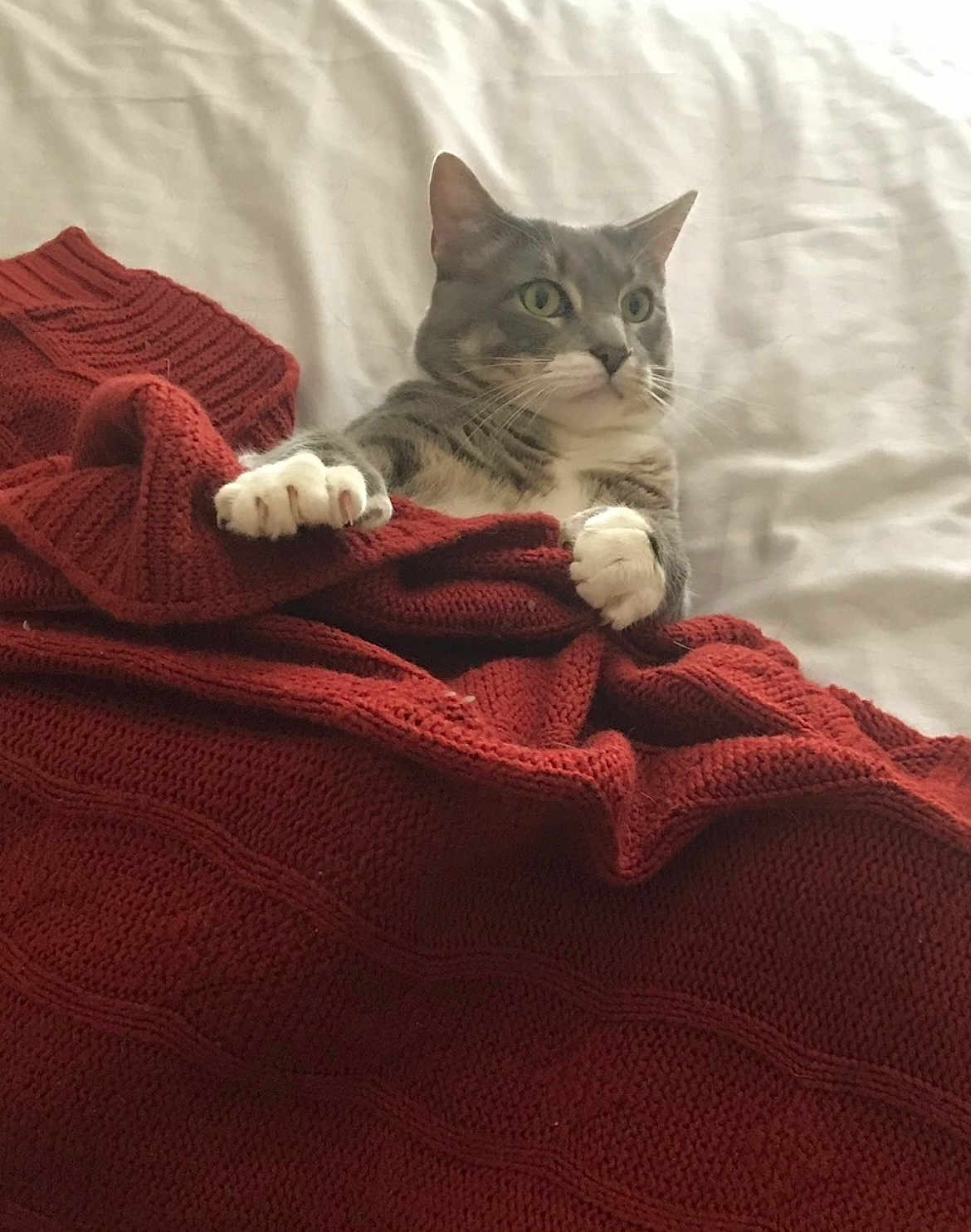 Styx joined the competition — help win amazing prizes! alert, animal, bed, blanket, cat, cozy, curious, cute, domestic_cat, feline, fur, gray_cat, indoor, knitted, pet, red_blanket, resting, texture, whiskers, white_paws