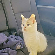 Aspen is registered to the contest to win money with this photo: animal, blue_eyes, calm, car_seat, cat, cute, domestic_cat, fleece, fur, indoor, kitten, pet, purple_fabric, sitting, small, sunlight, vehicle_interior, whiskers, white_cat, window