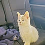 animal, blue_eyes, calm, car_seat, cat, cute, domestic_cat, fleece, fur, indoor, kitten, pet, purple_fabric, sitting, small, sunlight, vehicle_interior, whiskers, white_cat, window