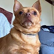 Oggy participe au concours pour gagner de l'argent avec cette photo : blanket, brown_fur, chihuahua, close_up, collar, curious, dog, ears, eyes, furniture, indoor, living_room, paw, pet, portrait, sitting, small_dog, sofa, wet_nose, whiskers