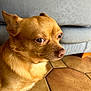 dog, brown_dog, small_dog, indoor, couch, floor, tile_floor, pet, animal, close_up, fur, ears, eyes, snout, side_view, domestic_animal, canine, portrait, pensive, house