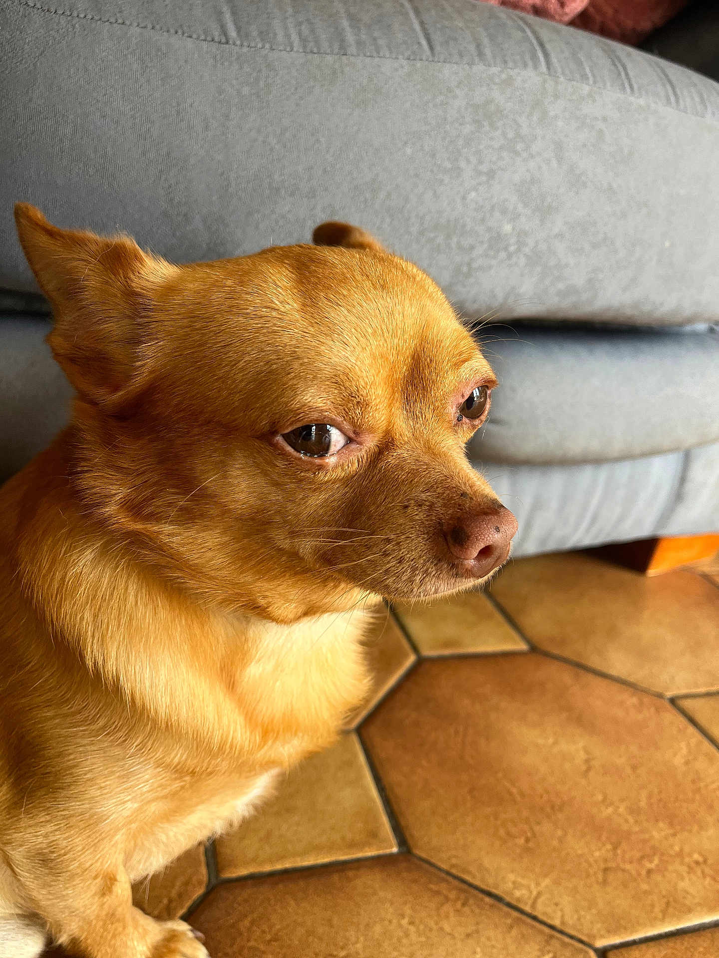 Oggy participe au concours pour gagner de l'argent avec cette photo : dog, brown_dog, small_dog, indoor, couch, floor, tile_floor, pet, animal, close_up, fur, ears, eyes, snout, side_view, domestic_animal, canine, portrait, pensive, house