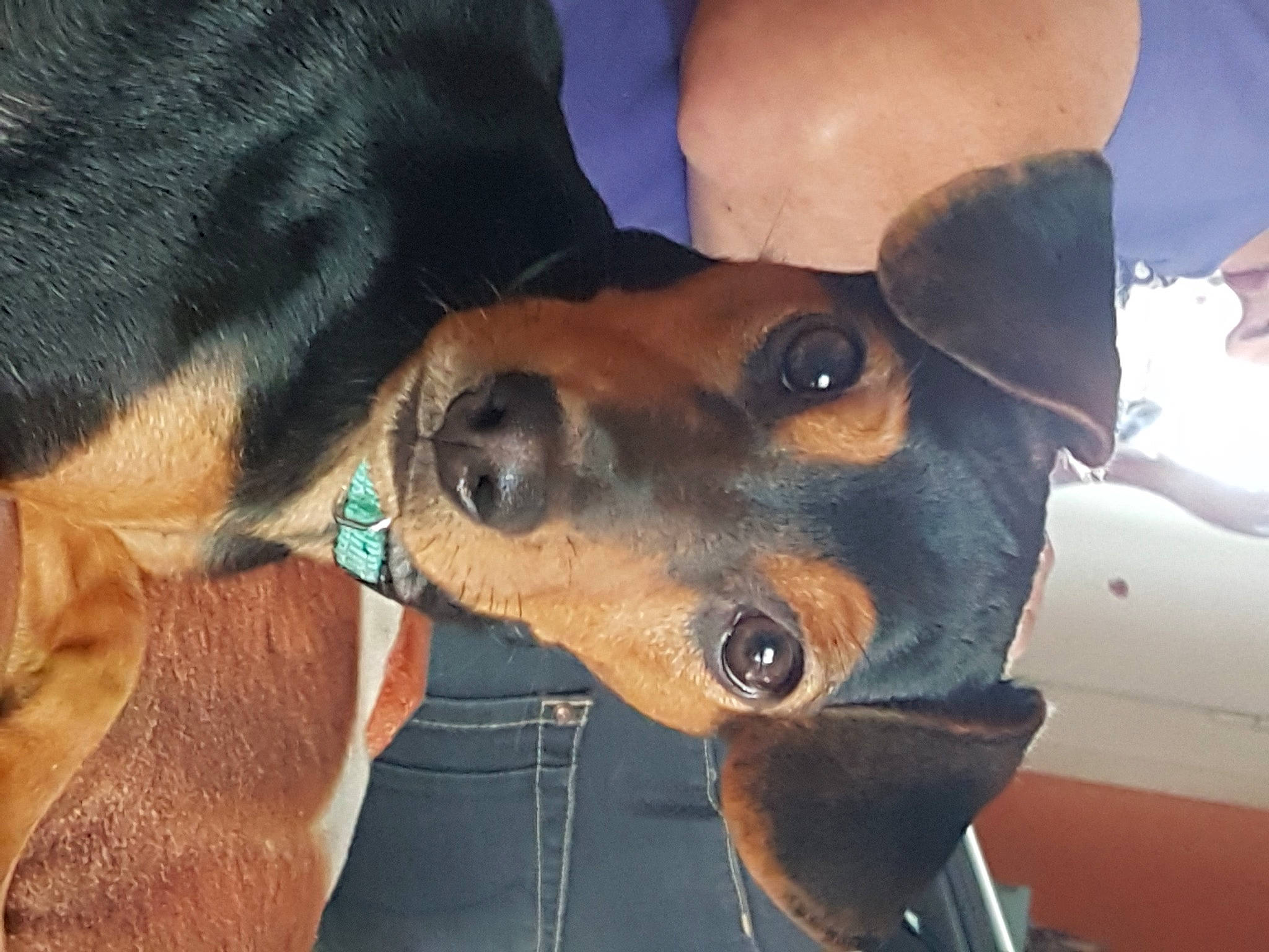 Tom participe au concours pour gagner de l'argent avec cette photo : canidae, carnivore, collar, companion_dog, dog, dog_breed, dog_collar, ear, eyewear, fawn, hat, hound, hunting_dog, jaw, pet_supply, snout, sporting_group, whiskers, working_animal, working_dog