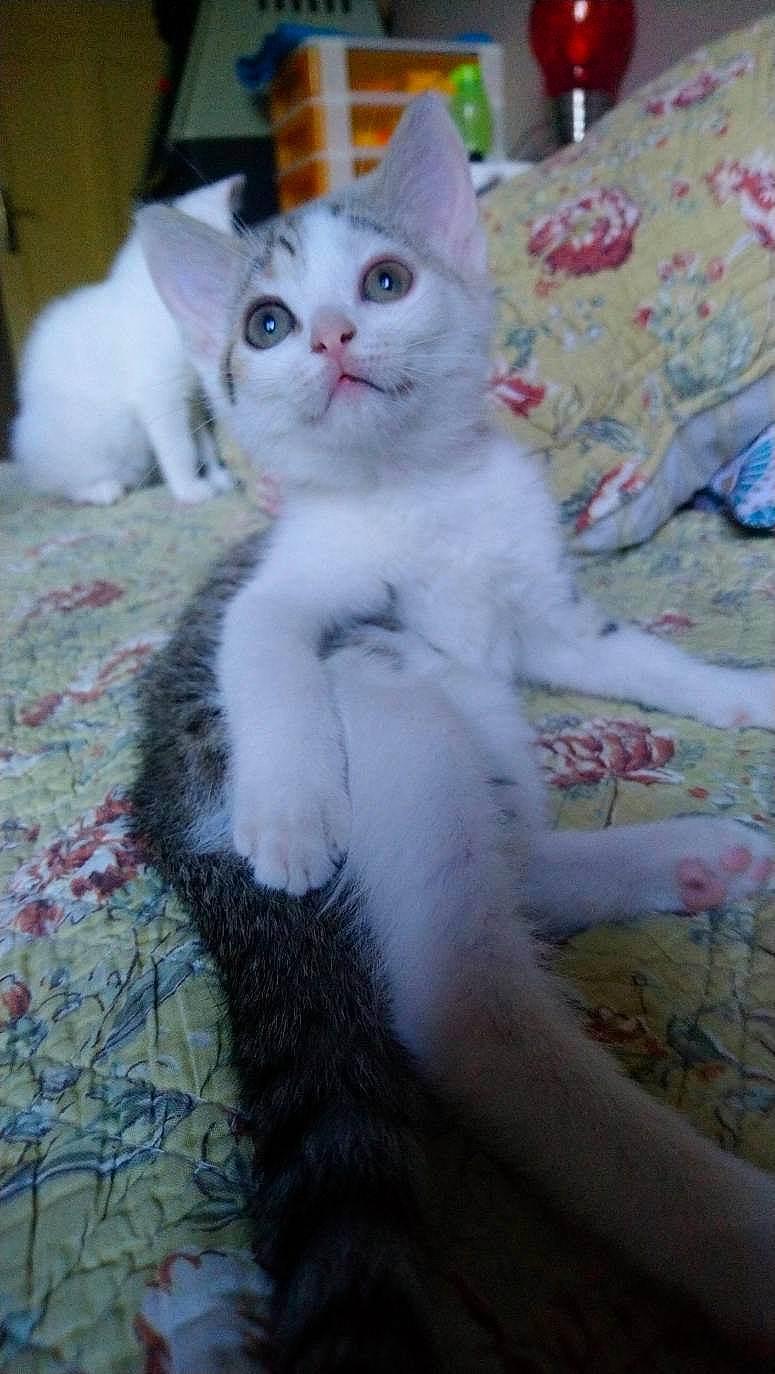 Maddie a rejoint le concours — aidez-le/la à gagner de superbes lots ! aegean_cat, american_wirehair, asian, burmilla, carnivore, cat, domestic_short_haired_cat, felidae, german_rex, javanese, khao_manee, kitten, mammal, ojos_azules, small_to_medium_sized_cats, tail, turkish_angora, turkish_van, vertebrate, whiskers