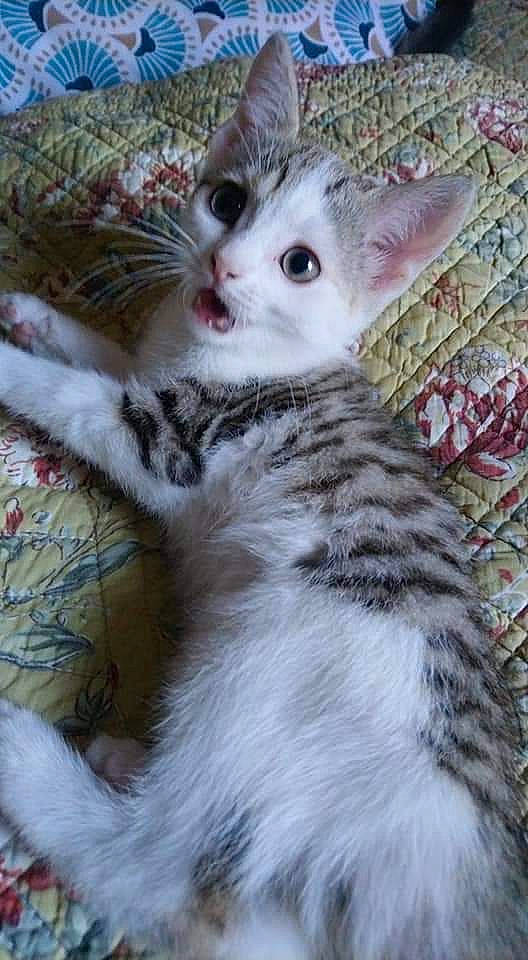 Maddie participe au concours pour gagner de l'argent avec cette photo : aegean_cat, american_shorthair, american_wirehair, asian, carnivore, cat, domestic_short_haired_cat, egyptian_mau, european_shorthair, felidae, fur, kitten, mammal, oriental_longhair, polydactyl_cat, small_to_medium_sized_cats, turkish_angora, turkish_van, vertebrate, whiskers