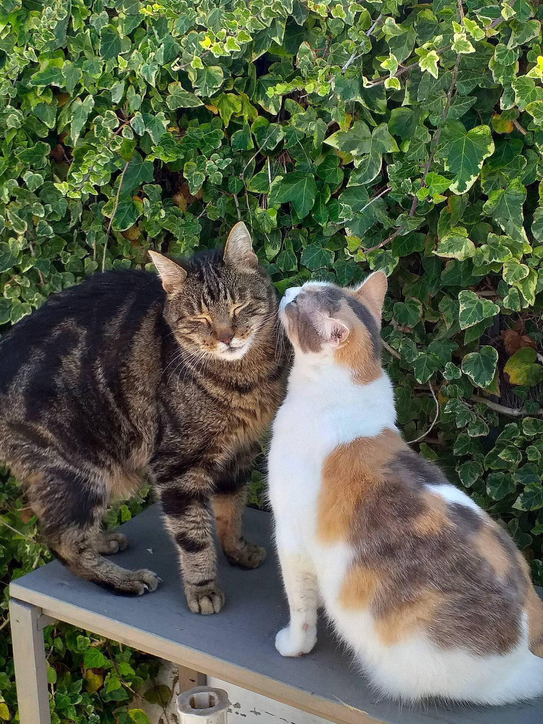 Kelly participe au concours pour gagner de l'argent avec cette photo : aegean_cat, american_wirehair, carnivore, cat, domestic_short_haired_cat, european_shorthair, felidae, german_rex, grass, kurilian_bobtail, mammal, plant, polydactyl_cat, sitting, small_to_medium_sized_cats, tabby_cat, tail, tree, whiskers, wild_cat