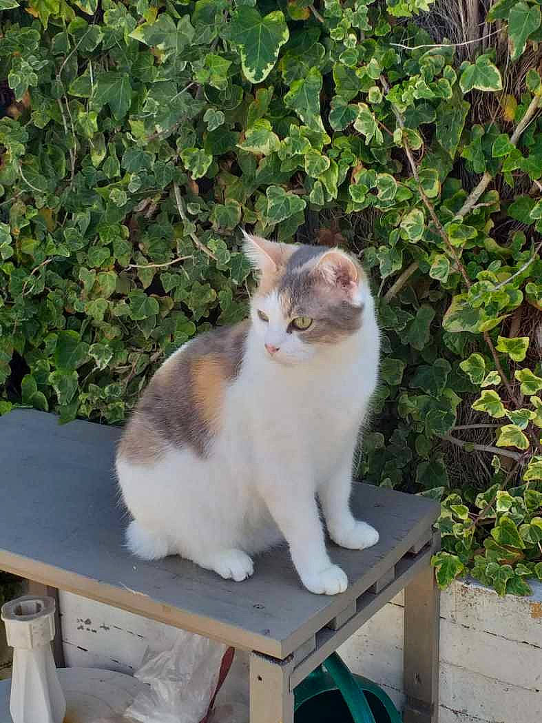 Kelly participe au concours pour gagner de l'argent avec cette photo : aegean_cat, carnivore, cat, domestic_short_haired_cat, european_shorthair, felidae, polydactyl_cat, sitting, small_to_medium_sized_cats, tail, whiskers