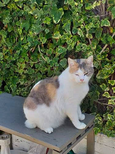 Kelly a rejoint le concours — aidez-le/la à gagner de superbes lots ! aegean_cat, american_wirehair, carnivore, cat, domestic_short_haired_cat, european_shorthair, felidae, kitten, mammal, norwegian_forest_cat, polydactyl_cat, small_to_medium_sized_cats, tail, whiskers