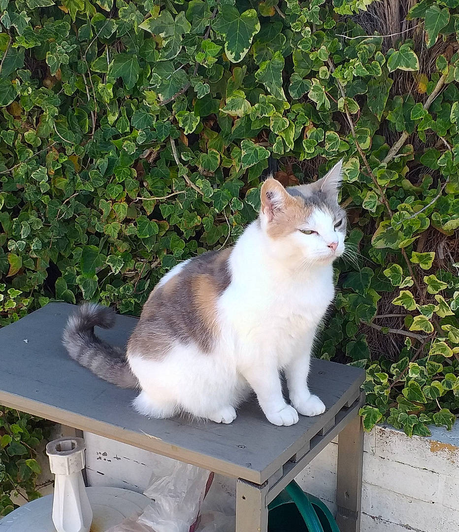 Kelly a rejoint le concours — aidez-le/la à gagner de superbes lots ! aegean_cat, carnivore, cat, domestic_short_haired_cat, european_shorthair, felidae, polydactyl_cat, small_to_medium_sized_cats, tail, whiskers